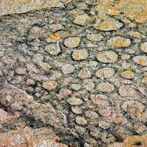 Se encontró nuevo fósil de una esponja prehistórica