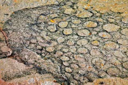Se encontró nuevo fósil de una esponja prehistórica
