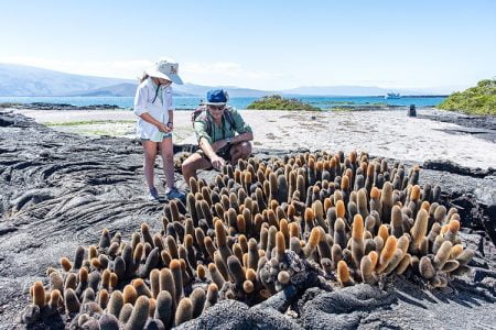 Una guía para visitar las Islas Galápagos: cuándo ir y cómo planificar su viaje