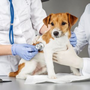 Llevar a su perro al veterinario periódicamente