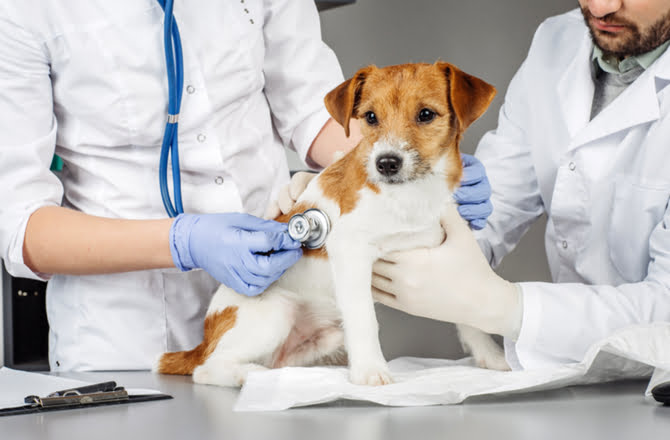 Llevar a su perro al veterinario periódicamente