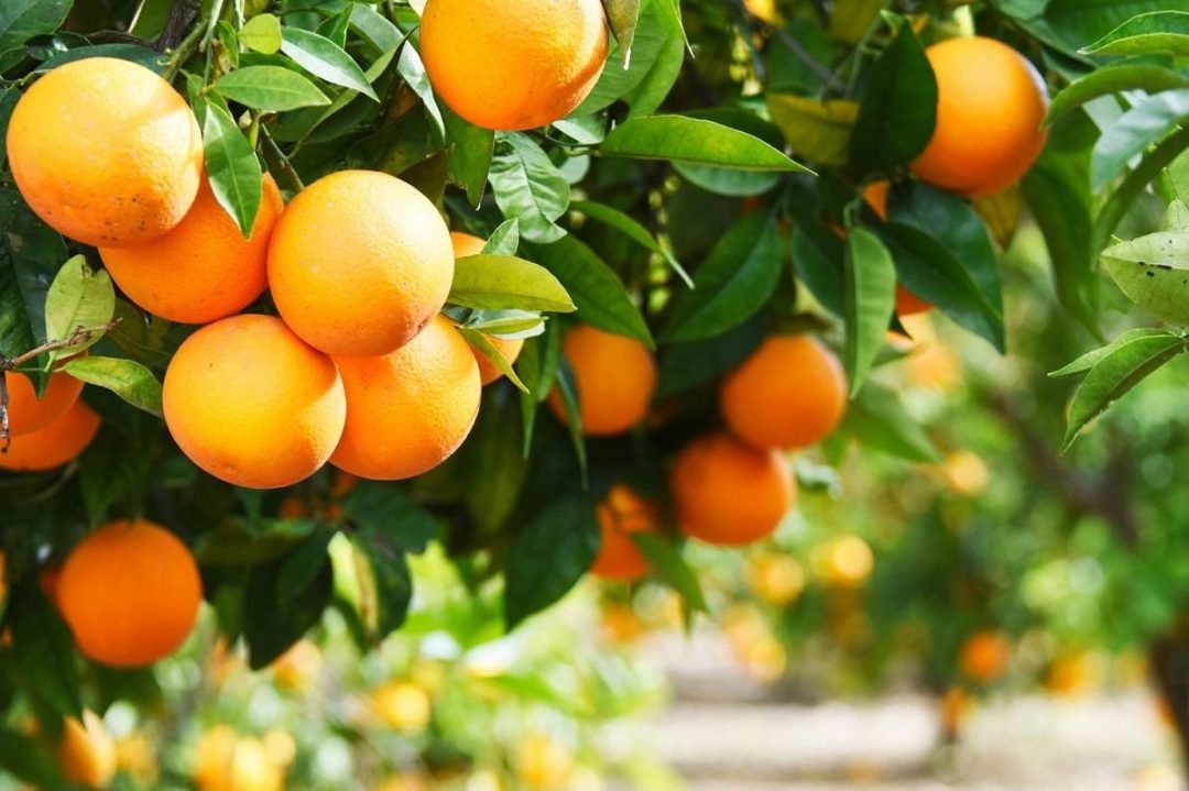 Conservación y elección de la naranja